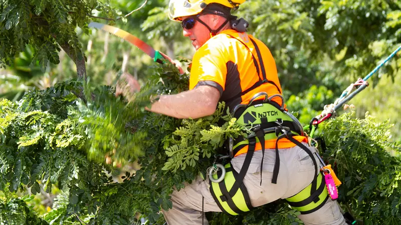 Sturmschaden Baum Notfall Aargau: Baumpfleger mit Helm und Seil schneidet Äste in einer Baumkrone